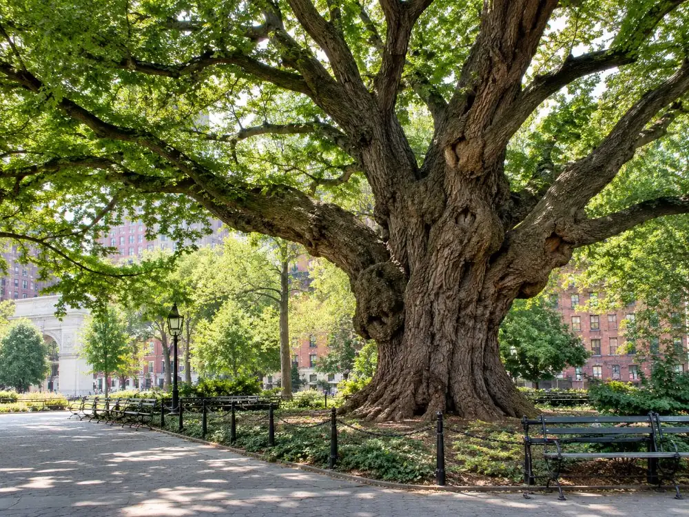 The Hangman&rsquo;s Elm, an English elm over 300 years old, in the north-west corner of Washington Square Park